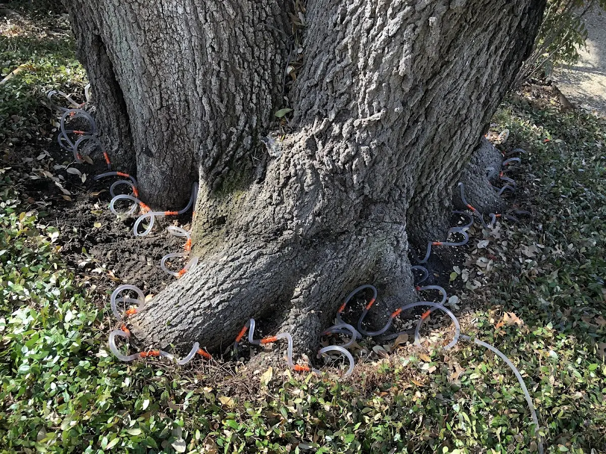 Detailed Tree Cabling and Bracing job site in Medway